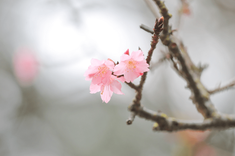 Cherry Blossoms at Cheung Chau