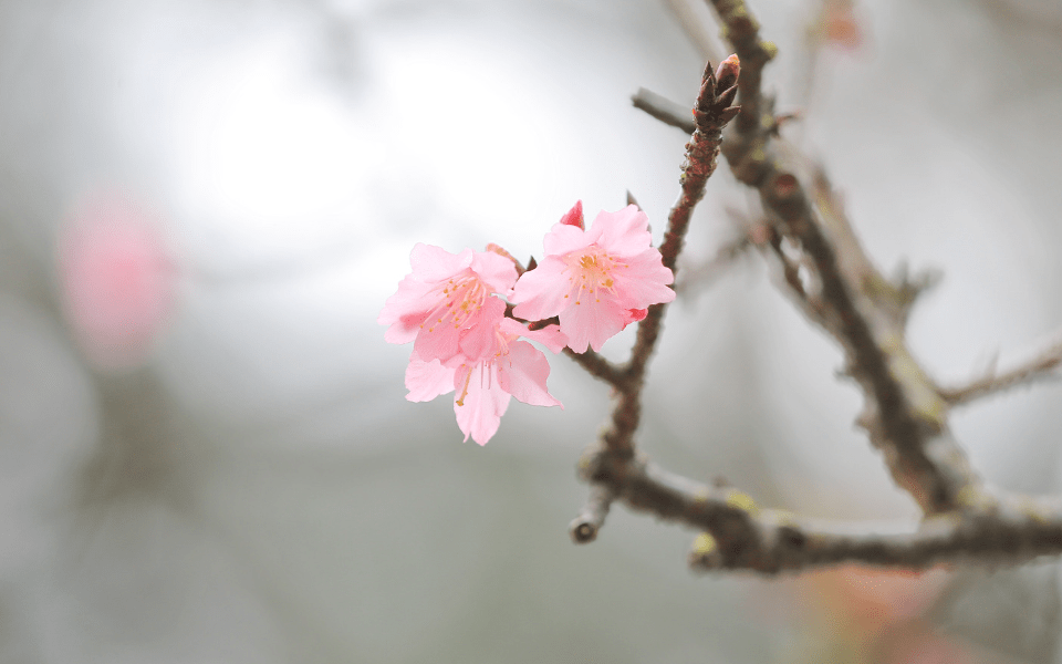 Cherry Blossoms at Cheung Chau