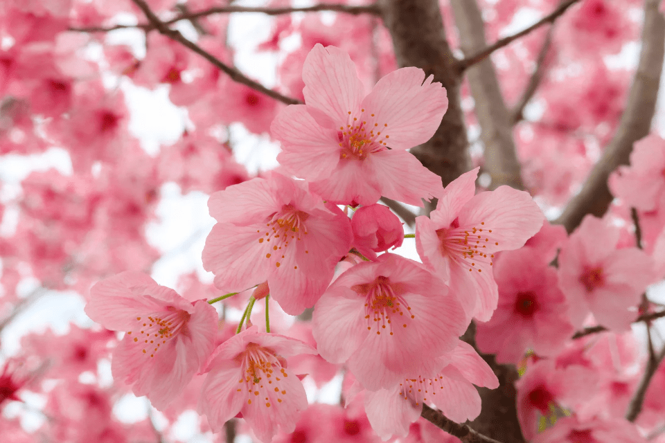 Why Are We Named Cherry Blossoms - Blossoms Dating Blog
