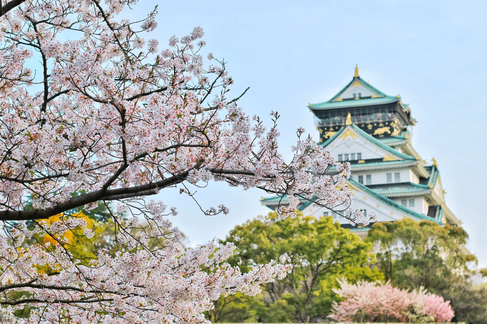 Why Are We Named Cherry Blossoms - Blossoms Dating Blog