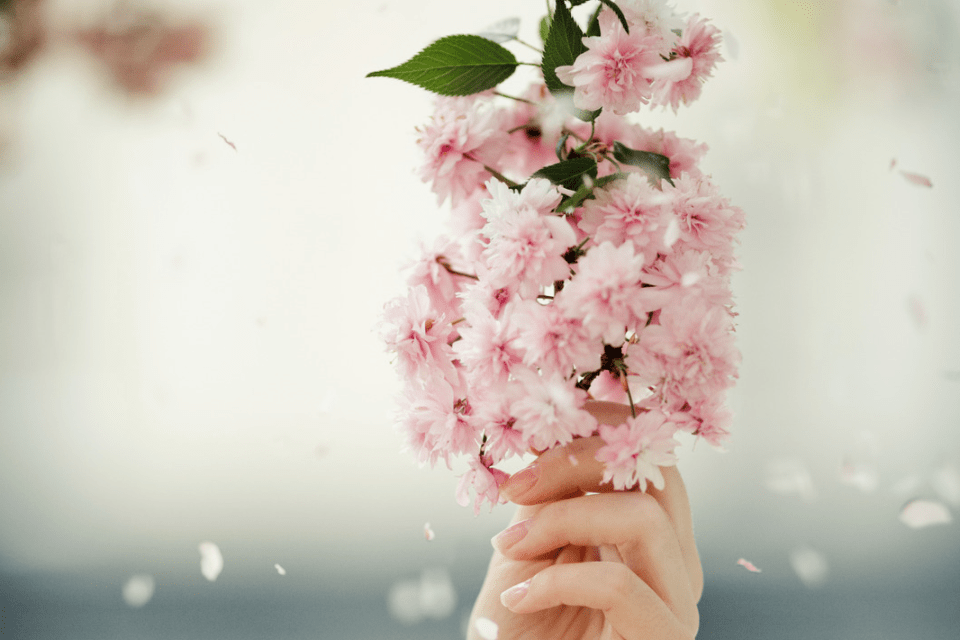 Filipina Woman Holding Cherry Blossoms - Common Misconceptions about Dating Filipino Women - Blossoms Dating Blog