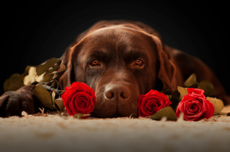 Labrador with Roses