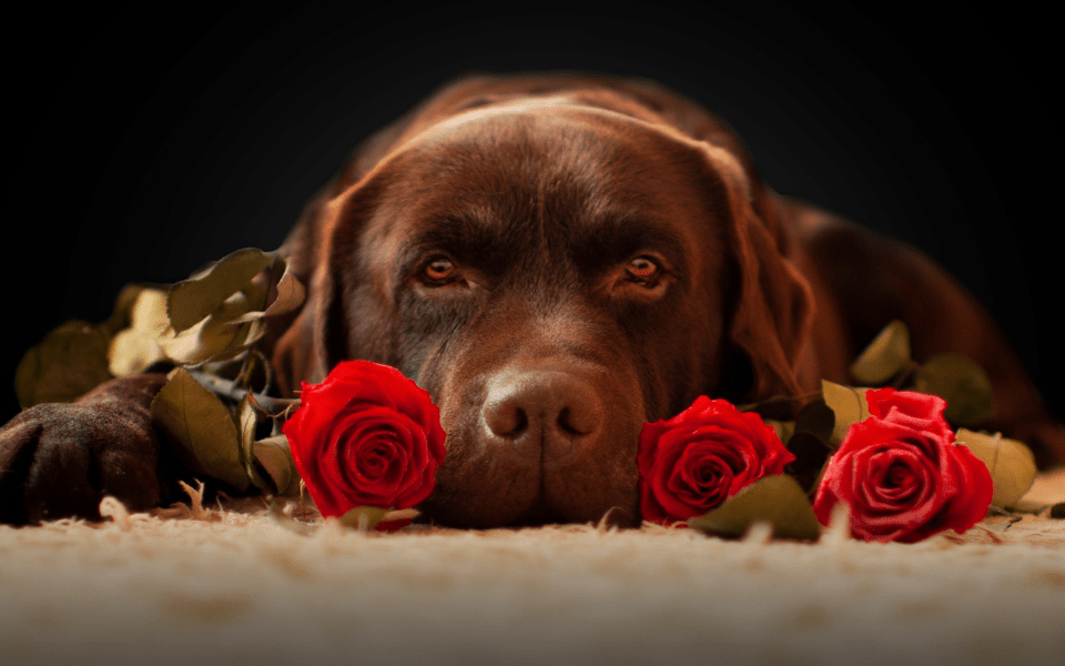 Labrador with Roses