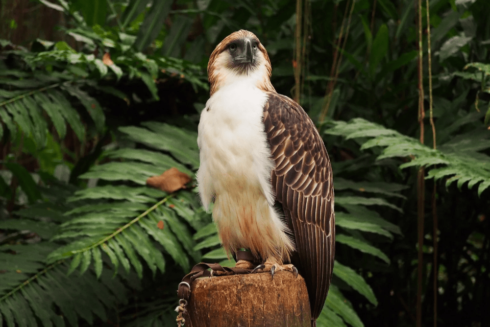 Philippine Eagle - 10 Romantic Ideas for Your Next Date with a Filipina -Blossoms Dating Blog