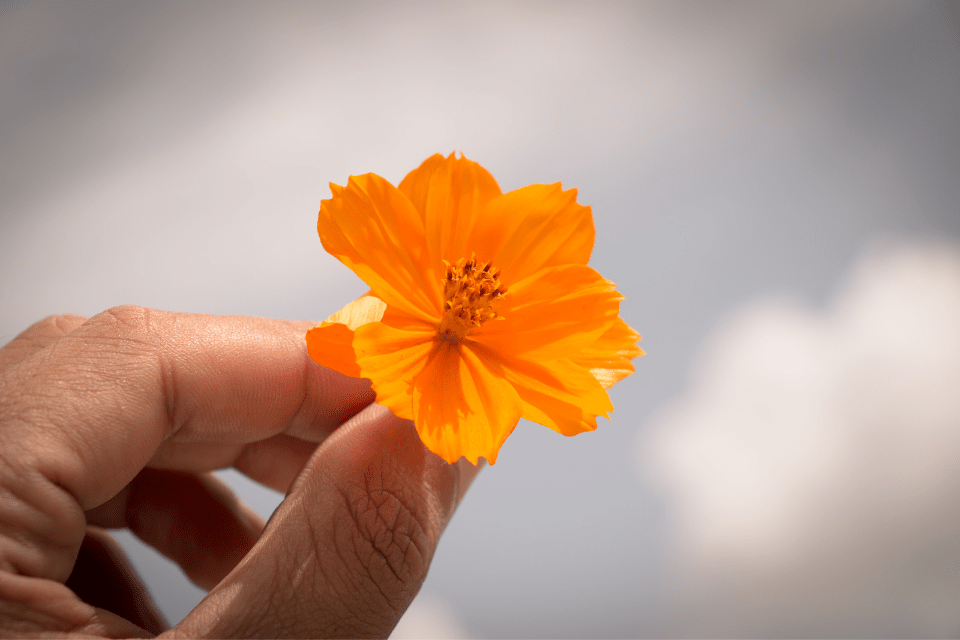 Hand Holding a Flower as a Sign for Respect - How to Win the Heart of a Filipina: A Guide for Men - Blossoms Dating Blog