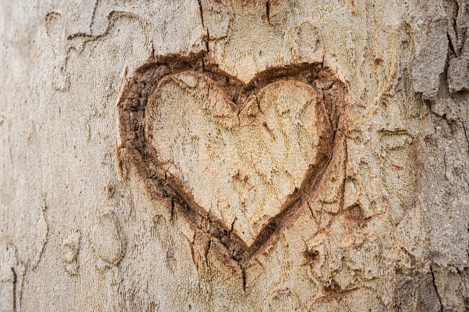 Heart Carved on a Tree in Rome Italy - Using Technology to Find Love - Blossoms Dating Blog