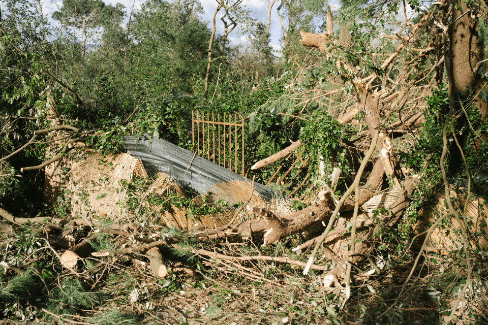 Natural Disaster of Trees Felled by Strong Winds