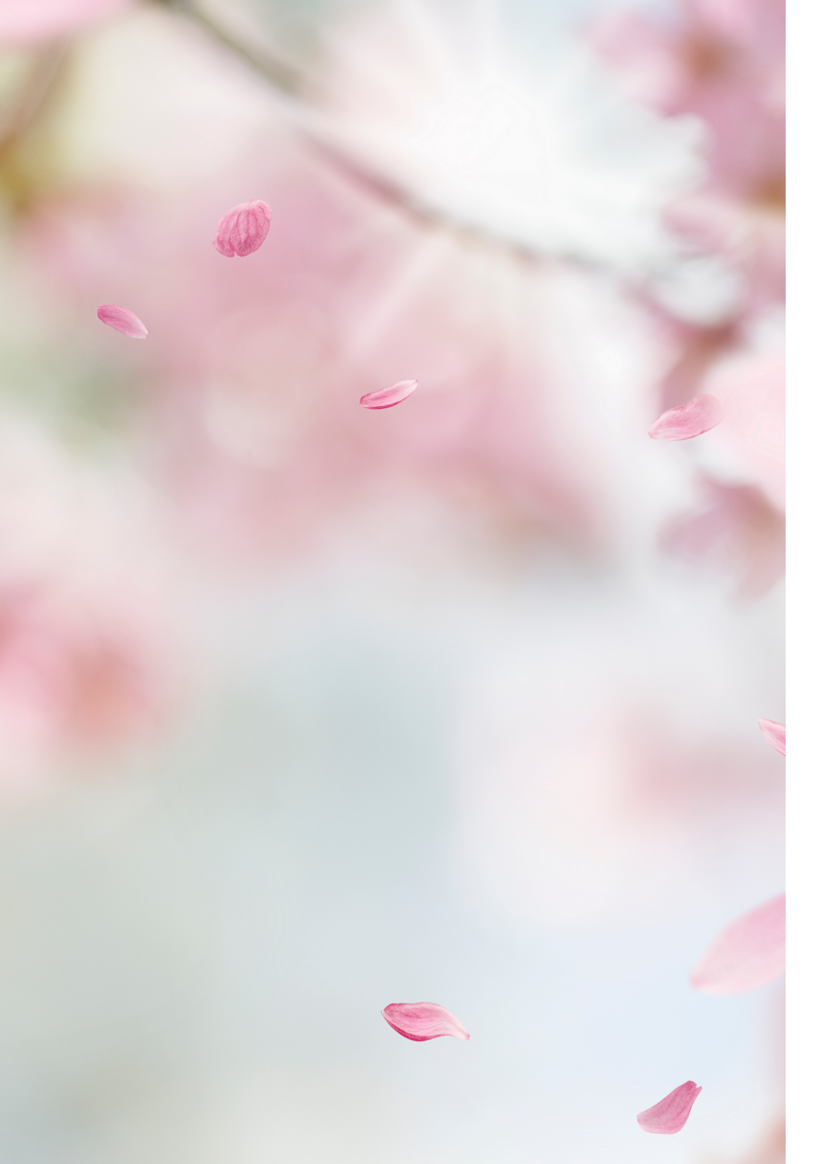 Site cherry login in blossoms Lucknow dating Cherry Blossoms